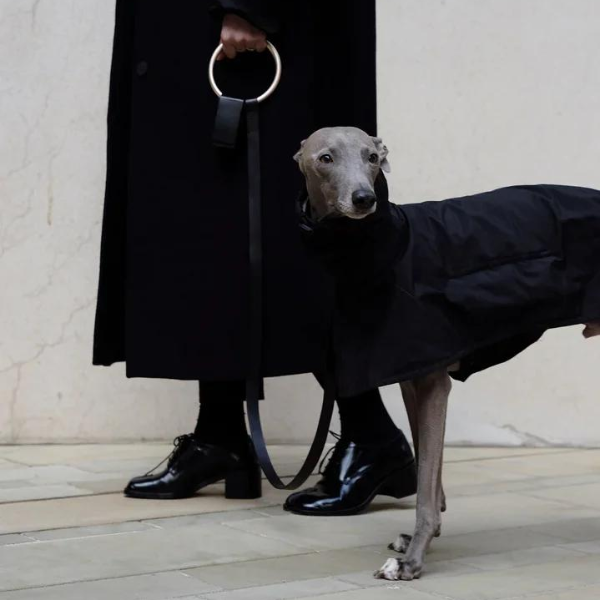 What Is Quiet Luxury for Dogs?