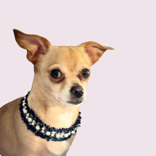 The Signature Pearls Edit Set