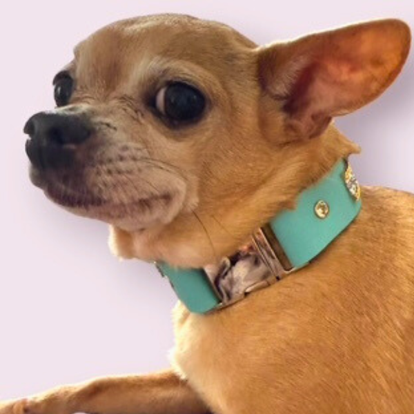 The Monte Carlo Collar in Sniffany Blue